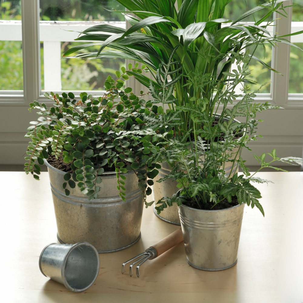 Button Fern for Planting, Ferns Live Plants in 2 Inch Pot, Air-Purifying, Perfect for Home and Office Décor, Easy Care Starter Plants