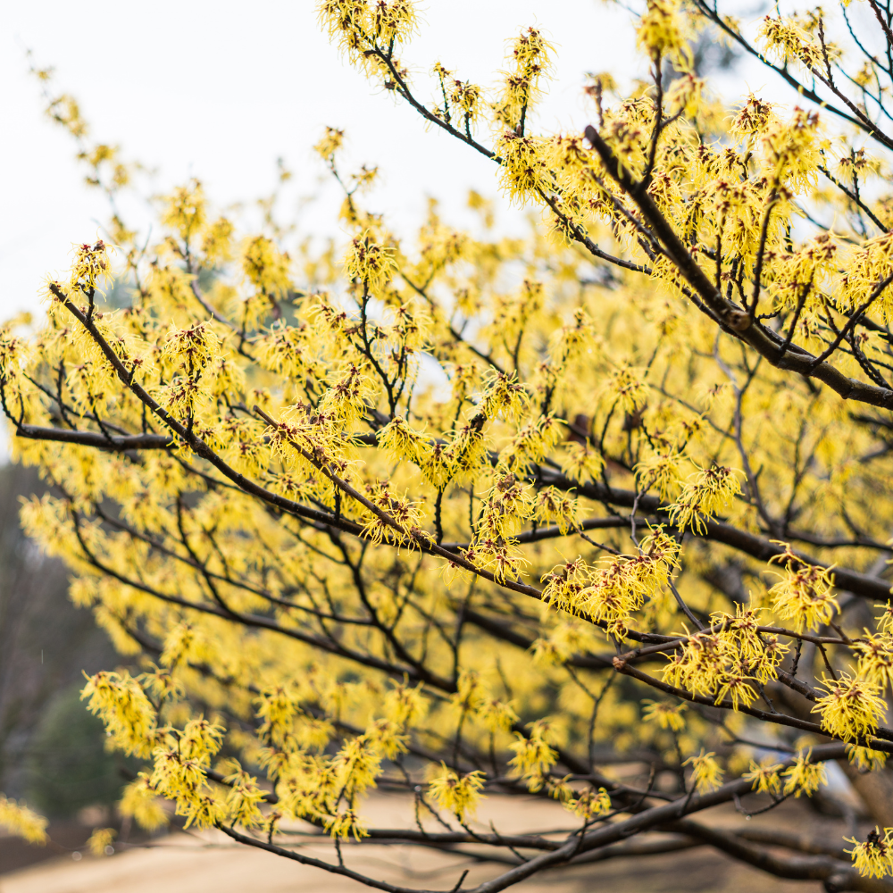 10 Pcs American Witch Hazel Seeds for Planting Outdoors, Adaptable Cold-Hardy Shrubs, Grow Robust, Low Maintenance Yellow Winter Blooming Plants