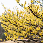 10 Pcs American Witch Hazel Seeds for Planting Outdoors, Adaptable Cold-Hardy Shrubs, Grow Robust, Low Maintenance Yellow Winter Blooming Plants
