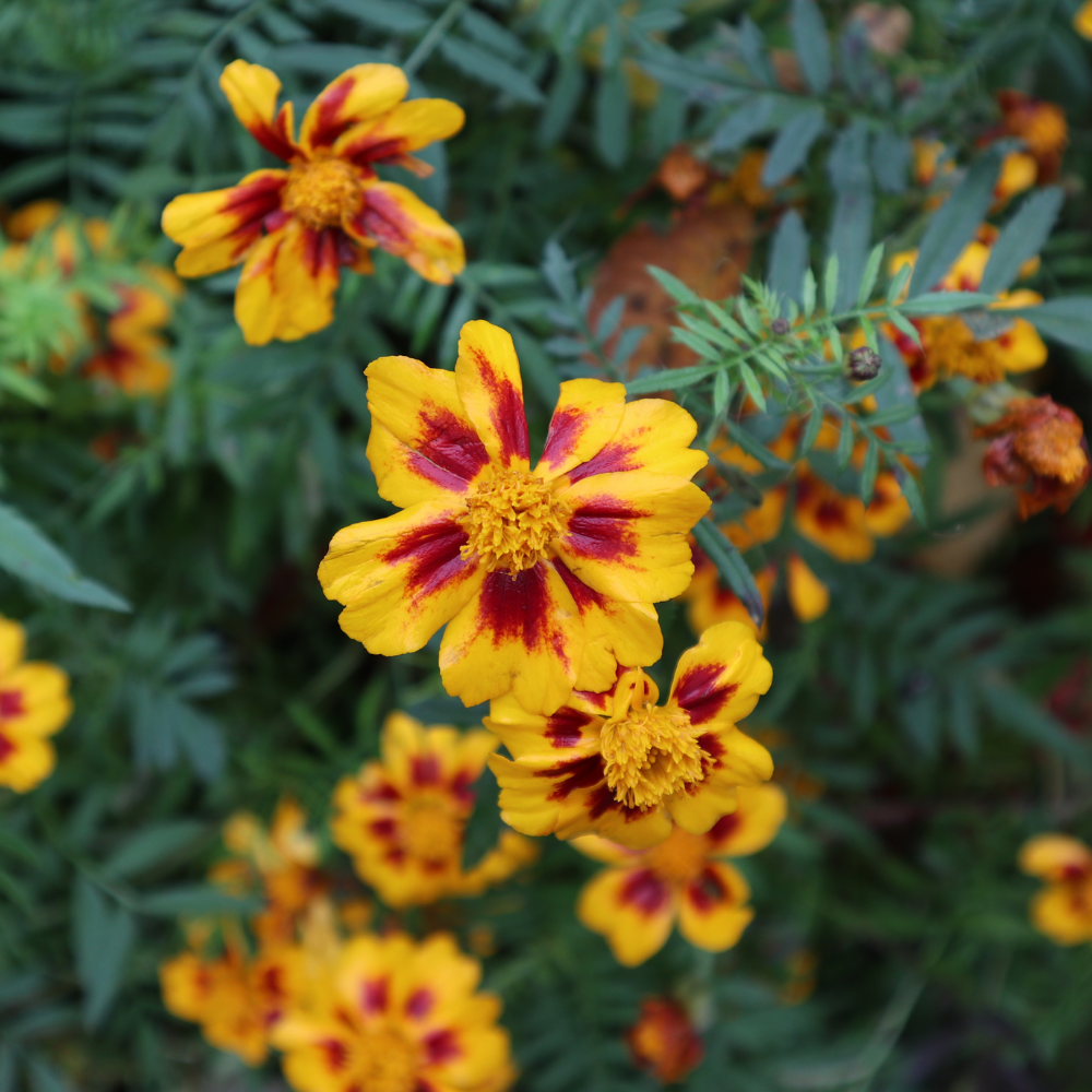 400 Pcs Dainty Marietta French Marigold Seeds, Vigorous Heirloom Tagetes Patula for Planting, Fast-Growing Companion Flowers for Bright Sunlit Gardens
