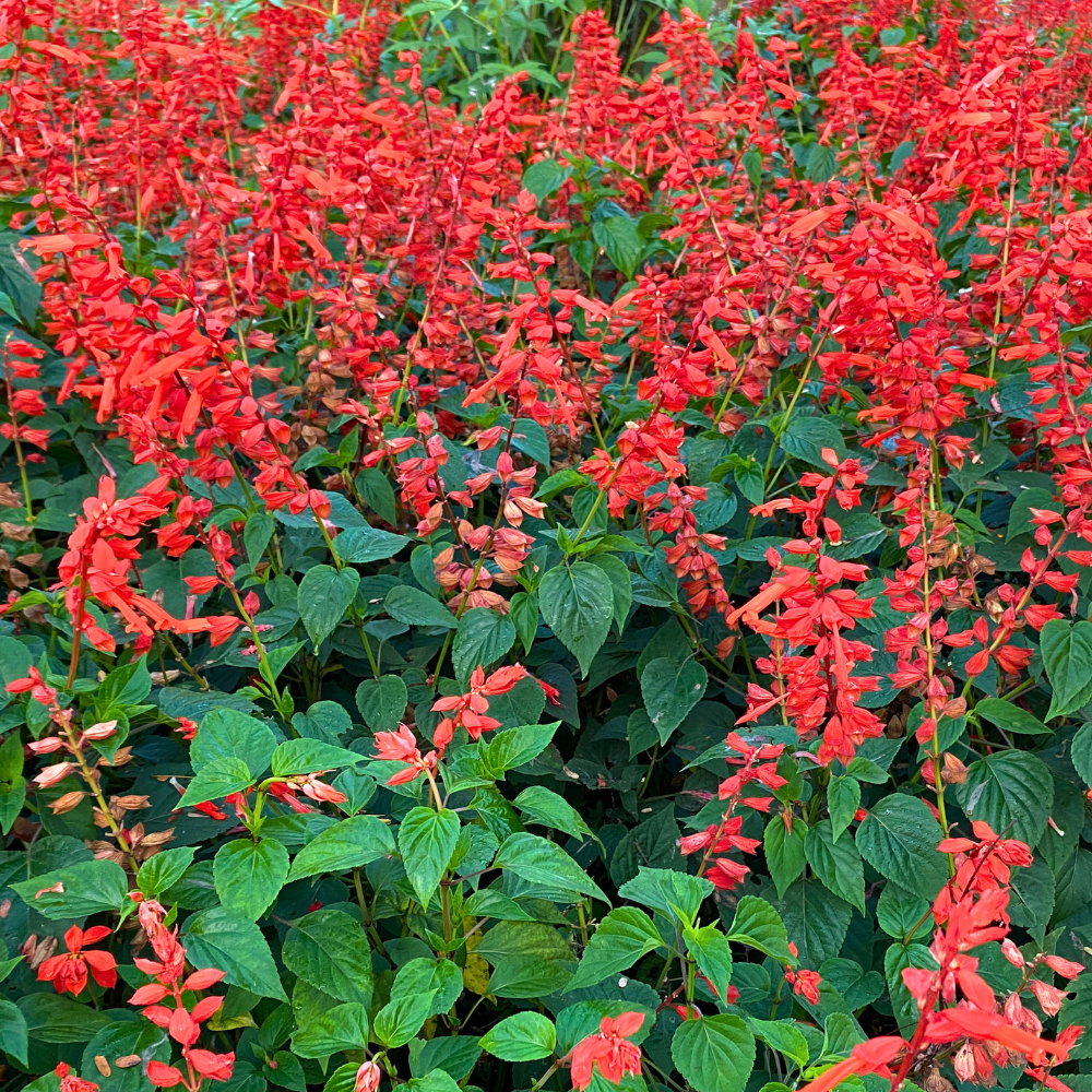 200 Pcs Scarlet Sage Seeds for Planting Outdoors, Adaptable Pollinator Wildflowers, Easy to Care Bright Red Spikes for Sunlit Yard Borders