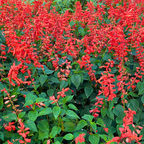 200 Pcs Scarlet Sage Seeds for Planting Outdoors, Adaptable Pollinator Wildflowers, Easy to Care Bright Red Spikes for Sunlit Yard Borders