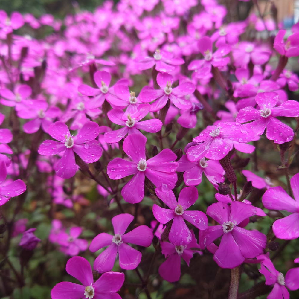 600 Pcs Pink Nodding Catchfly Seeds for Planting Outdoors, Grow Robust, Easy to Care Cascading Pink Blooms for Wildflower Meadows