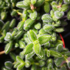 3 Rare Succulent Cactus Plant, Pickle Plant, Delosperma Echinatum Live for Planting in 2 Inch Pot for Tabletop Decor, Gifting and Plant Collections