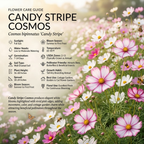 120 Pcs Cosmos Candystripe Flower Seeds, Vigorous Heirloom Floral for Planting, Fast-Growing Plants for Bright Sunlit Gardens