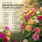 50 Pcs Four O'Clock Seeds, Heirloom Broken Colors Floral for Planting, Fast-Growing Bushy Plants for Bright Sunlit Gardens