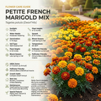 600 Pcs Petite French Marigold Seeds, Heirloom Tagetes Patula Mix for Planting, Fast-Growing Companion Flowers for Bright Sunlit Gardens