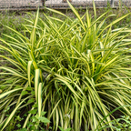 2 Curly Spider Plant Live in 4 Inch Pot, Live Spider Plants Indoor, Air-Purifying, Low Maintenance, Perfect for Home and Office Décor, Easy Care Starter Plants