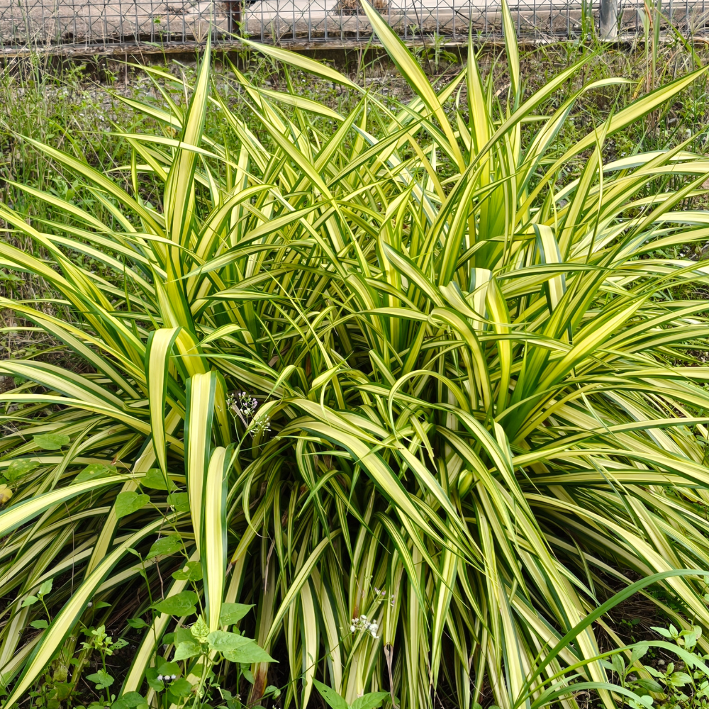 2 Curly Spider Plant Live in 4 Inch Pot, Live Spider Plants Indoor, Air-Purifying, Low Maintenance, Perfect for Home and Office Décor, Easy Care Starter Plants