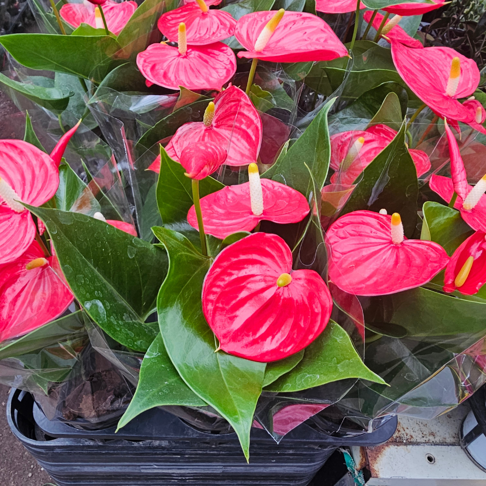 Pink Anthurium Live Plant in 4 Inch Pot, Live House Plants, Great for Home & Office Styling, Succulent Arrangements & Beginner Growers