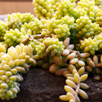 Live Succulents Donkey Tails in 4 Inch Pot, Air-Purifying, Low Maintenance, Perfect for Home and Office Décor, Easy Care Starter Plants