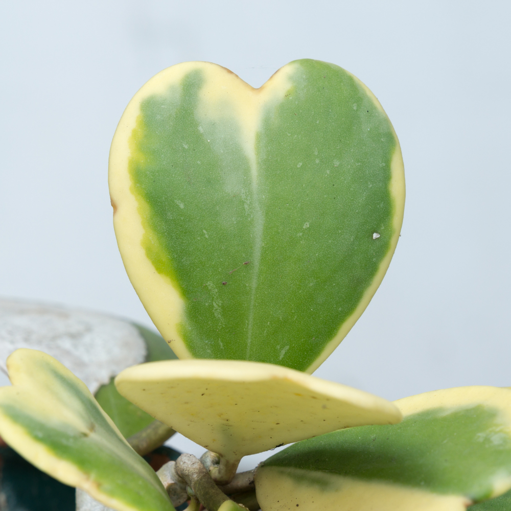 Variegated Hoya Kerrii Plant Live, 2" Pot, Easy Care Indoor Greenery, Two-Tone Heart Foliage for Home Decor and Small Spaces