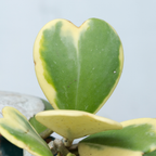 Variegated Hoya Kerrii Plant Live, 2" Pot, Easy Care Indoor Greenery, Two-Tone Heart Foliage for Home Decor and Small Spaces