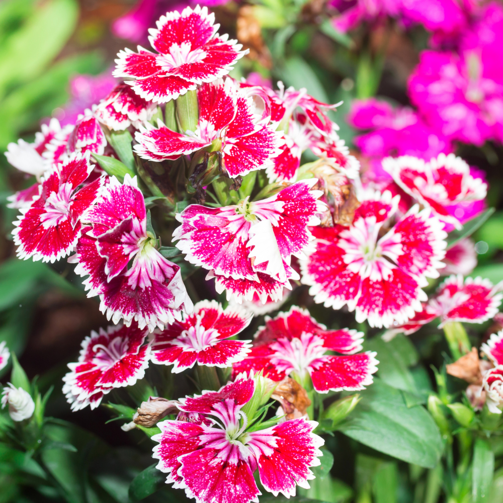 500 Pcs Mixed Sweet William Seeds Perennial for Outdoors, Adaptable Heirloom Bi-Color Blooms, Cold-Hardy Dianthus Plants for Landscapes