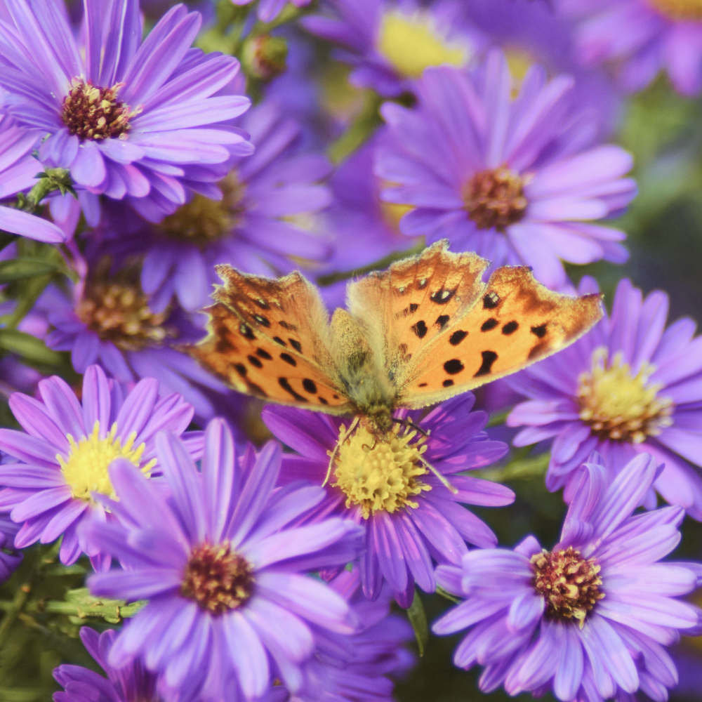 600 Pcs New England Aster Seeds, Heirloom Fall Blooming Flowers for Planting, Fast-Growing Perennial Plants for Bright Sunlit Gardens
