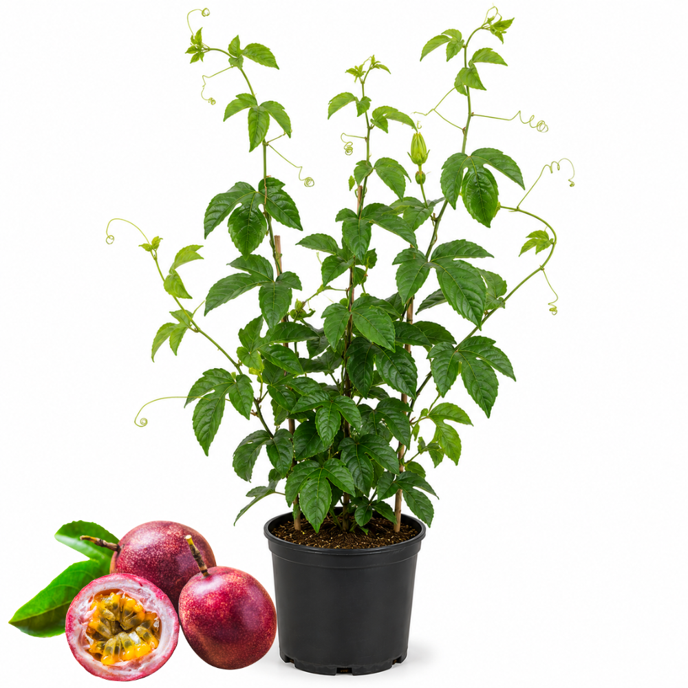 No Ship to CA, HI, AK, Passionfruit Plant, 1 Gallon Pot, Live Fruit-Bearing Climbing Plant for Edible Landscaping, Resilient Trellis Vine for Sweet Tropical Fruits, Sturdy Growth for Fences