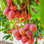 (No Ship to CA,HI,AK) Mauritius Lychee Trees Live Plants | 2.5–3 Ft Live Potted Plant | Compact Sweet Fruit Tree for Patios, Balconies & Backyard Gardens