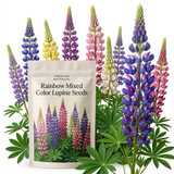 150 Pcs Lupine Seeds for Planting Outdoors, Rainbow Mix Heirloom, Vigorous Tall Flowers Yielding Striking Blooms for Backyards, Easy to Care Decor