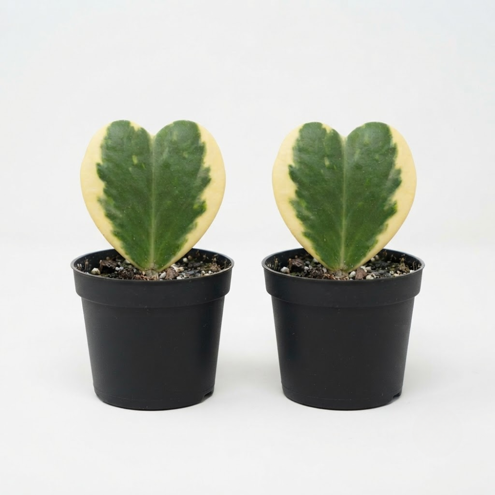 2 Variegated Hoya Heart Plant, 2 Inch Pot Size, Potted Indoor Plant, Small Decorative Plant for Bright Indoor Areas and Shelves