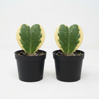 2 Variegated Hoya Heart Plant, 2 Inch Pot Size, Potted Indoor Plant, Small Decorative Plant for Bright Indoor Areas and Shelves