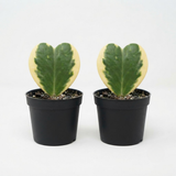 2 Variegated Hoya Heart Plant, 2 Inch Pot Size, Potted Indoor Plant, Small Decorative Plant for Bright Indoor Areas and Shelves