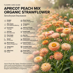50 Pcs Organic Apricot Peach Strawflower Seeds for Planting Outdoors, Grow Robust, Easy to Care Papery Blooms for Yard Borders