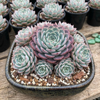 Echeveria Minima Live Succulent in 4 Inch Potted, Plant for Home Office, Wedding Hanging Decoration & DIY Projects