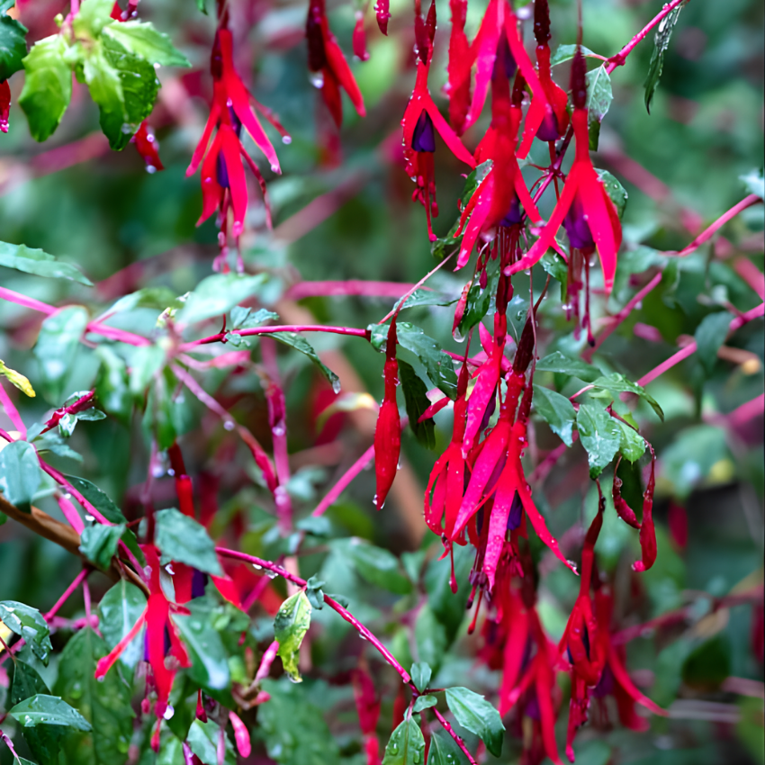 2 Fuchsia Plants Live, Gold and Red Foliage, 6-12 Inch Tall, Autumnale Variety, Trailing Flowering Plant, Ideal for Hanging Baskets