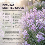 5000 Pcs Evening Scented Stock Seeds, Heirloom Matthiola Longipetala for Planting, Fast-Growing Aromatic Plants for Moon Gardens