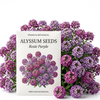 3000 Alyssum Seeds, High Germination Rosie Purple Mix for Planting, Low Maintenance Trailing Flowers for Sunlit Yard Borders