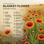 400 Pcs Gaillardia Seeds, Heirloom Blanket Flower for Planting, Fast-Growing Perennial Plants for Bright Sunlit Gardens