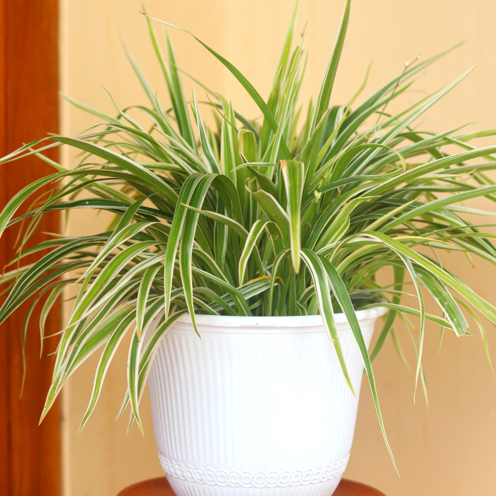 Spider Plant Live Houseplants in 4 Inch Pot | Air-Purifying, Low Maintenance, Thrives in Home & Office | Perfect for Plant Enthusiasts | Perfect for Beginners & Green Home Styling