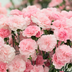 200 Pcs Carnation Seeds, Heirloom Chabaud Carnation Double Blooms, Sturdy Cold-Hardy Plants for Captivating Landscapes