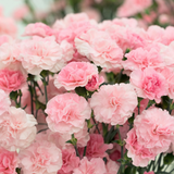 200 Pcs Carnation Seeds, Heirloom Chabaud Carnation Double Blooms, Sturdy Cold-Hardy Plants for Captivating Landscapes