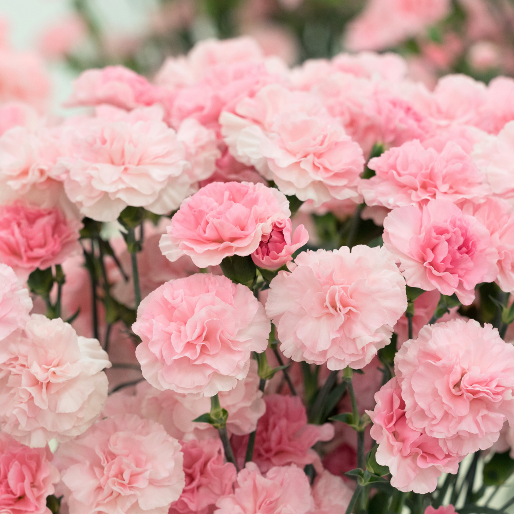 200 Pcs Carnation Seeds, Heirloom Chabaud Carnation Double Blooms, Sturdy Cold-Hardy Plants for Captivating Landscapes