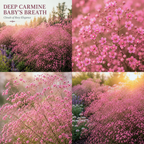 200 Pcs Carmine Baby's Breath Seeds, Heirloom Pink Gypsophila for Planting, Fast-Growing Flowers for Charming Sunlit Gardens & Floral Crafts