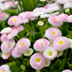600 Pcs English Daisy Seeds Mix, Heirloom Bellis Perennis Mix for Planting, Fast-Growing Flowers for Charming Cool Season Gardens