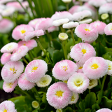 600 Pcs English Daisy Seeds Mix, Heirloom Bellis Perennis Mix for Planting, Fast-Growing Flowers for Charming Cool Season Gardens