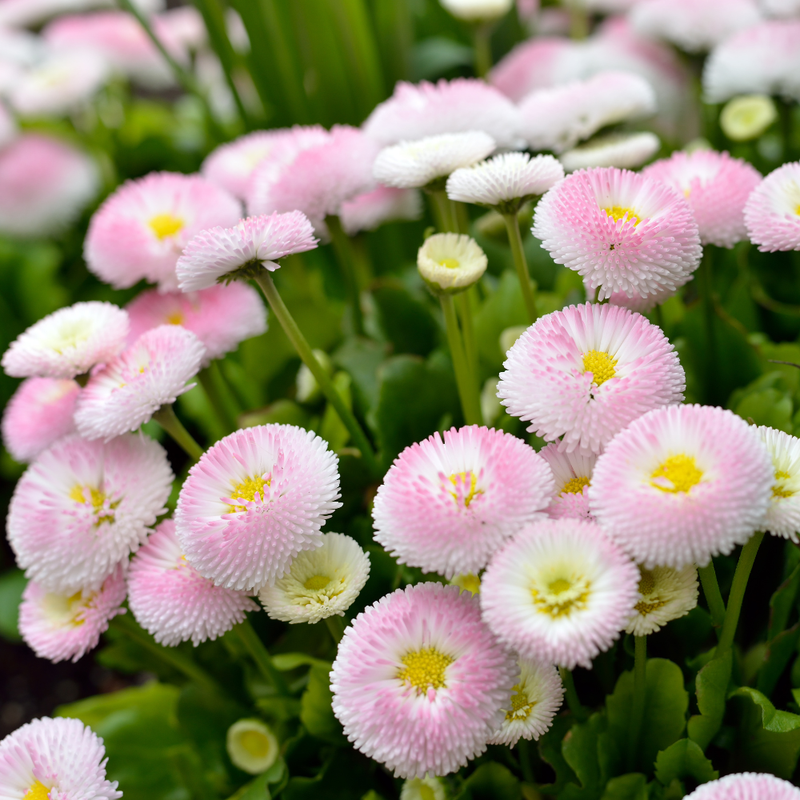 600 Pcs English Daisy Seeds Mix, Heirloom Bellis Perennis Mix for Planting, Fast-Growing Flowers for Charming Cool Season Gardens