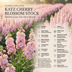 100 Pcs Katz Stock Cherry Blossom Seeds for Planting Outdoors, Grow Robust, Easy to Care Sweetly Scented Pink Blooms for Yard Borders