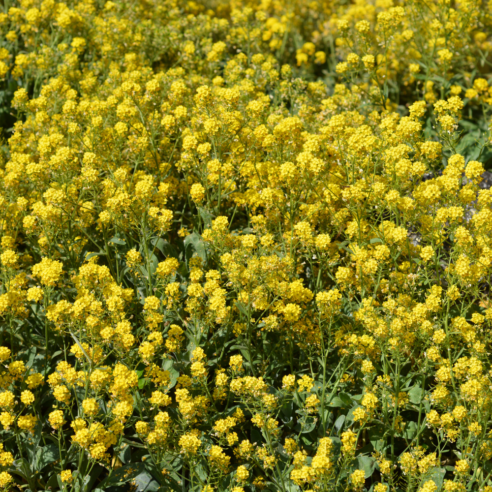 200 Pcs Basket of Gold Flower Seeds for Planting Outdoors, Adaptable Cold-Hardy Ground Cover, Easy to Care Yellow Perennials for Walls & Walkways