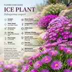 400 Pcs Ice Plant Seeds Perennial, Heirloom Flowers for Planting, Fast-Growing Creeping Plants for Bright Sunlit Yards