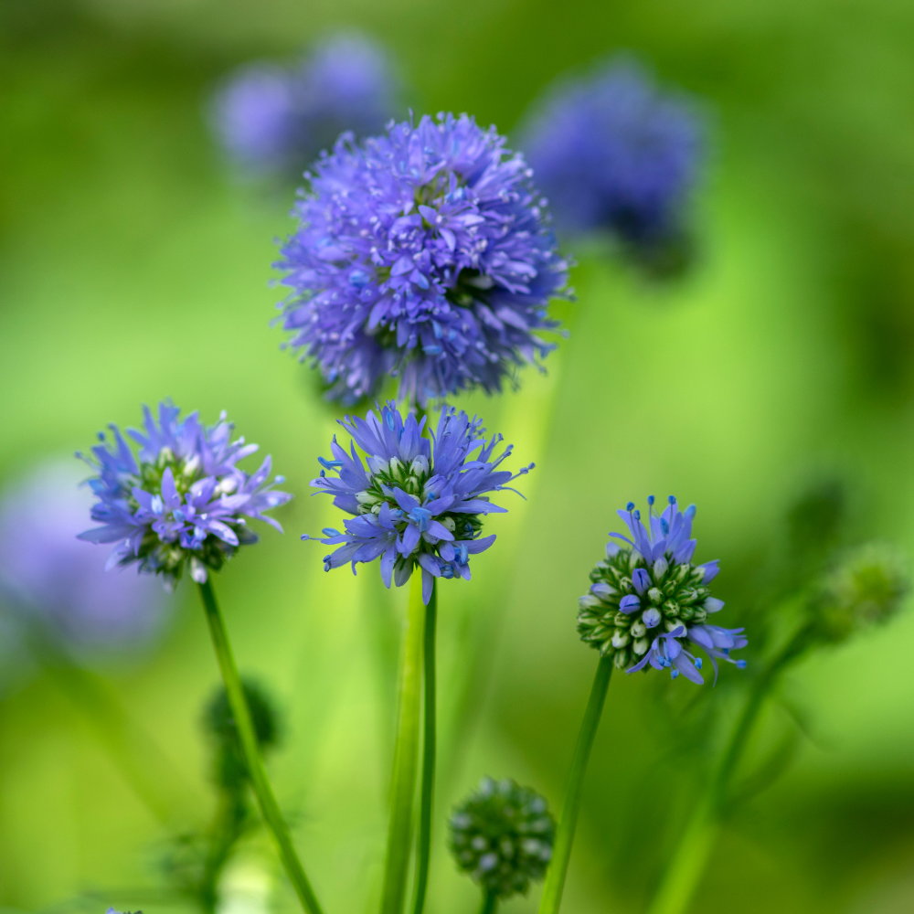 200 Pcs Globe Gilia Flower Seeds, Heirloom Blue-Headed Flowers for Planting, Fast-Growing Plants for Bright Sunlit Gardens