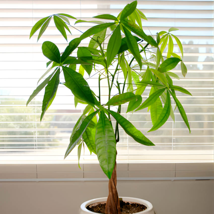 2 Money Tree Plant Indoor Live, 4 Inch Pot, Potted Pachira Aquatica, Braided Stem Indoor Tree for Home and Office Décor