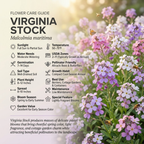 2000 Pcs Virginia Stock Seeds, Heirloom Wildflower for Planting, Fast-Growing Aromatic Plants for Bright Sunlit Gardens