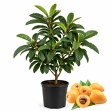 Loquat Tree Live Plant, 3 Gallon Pot, Vigorous Evergreen Plant for Edible Landscapes, Sturdy Subtropical Shade Tree for Sweet Spring Fruits & Fragrant Winter Blossoms (No Ship to CA, HI, AK)
