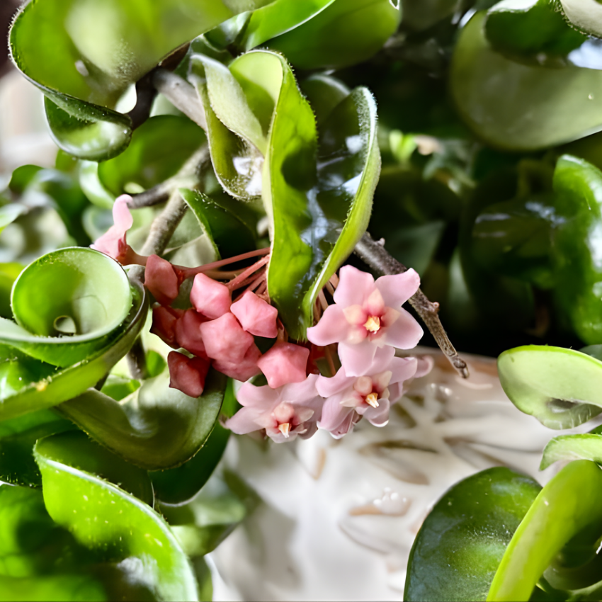 Hoya Hindu Rope Plant Live, 4 Inch Pot, Potted Crinkle Leaf Wax Plant, Unique Curly Indoor Vine for Home and Office Décor