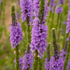 400 Pcs Blue Vervain Seeds, Heirloom Verbena Hastata for Planting, Fast-Growing Native Plants for Bright Sunlit Gardens & Pollinators