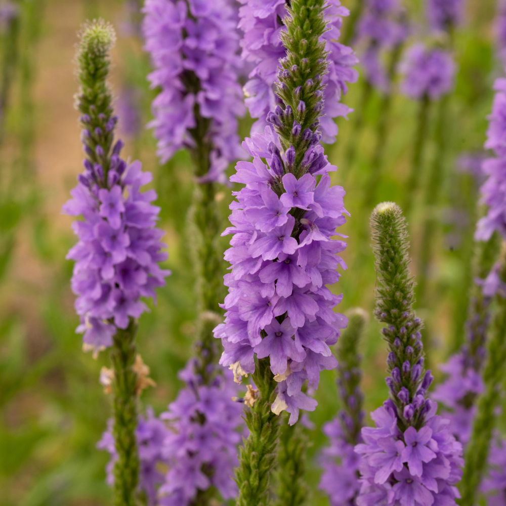 400 Pcs Blue Vervain Seeds, Heirloom Verbena Hastata for Planting, Fast-Growing Native Plants for Bright Sunlit Gardens & Pollinators