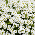 300 Purple Rockcress Seeds for Planting, Non-GMO Aubrieta deltoidea Seeds, Heirloom, Vibrant Perennial Flower Cascading Ground Cover, for Rock Gardens